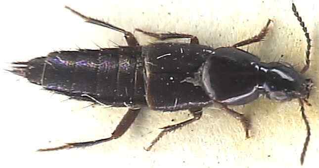 Quedius fumatus